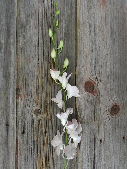 PINK DENDROBIUM ORCHID